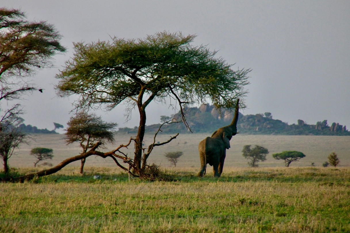 Elephant - Layering Shots