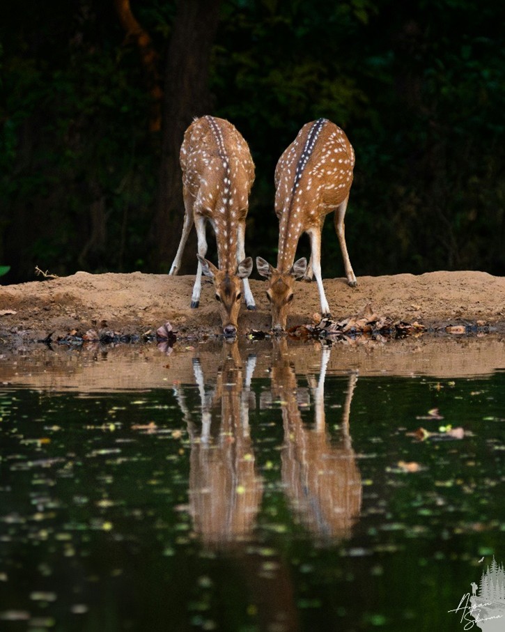 Giraffes drinking