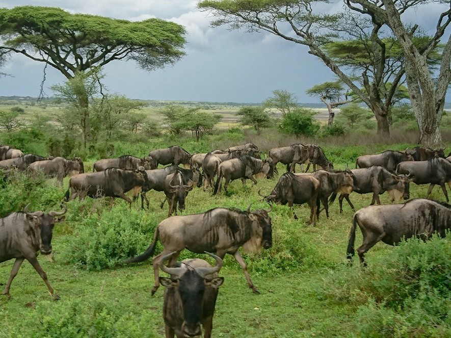 Wildebeest on safari