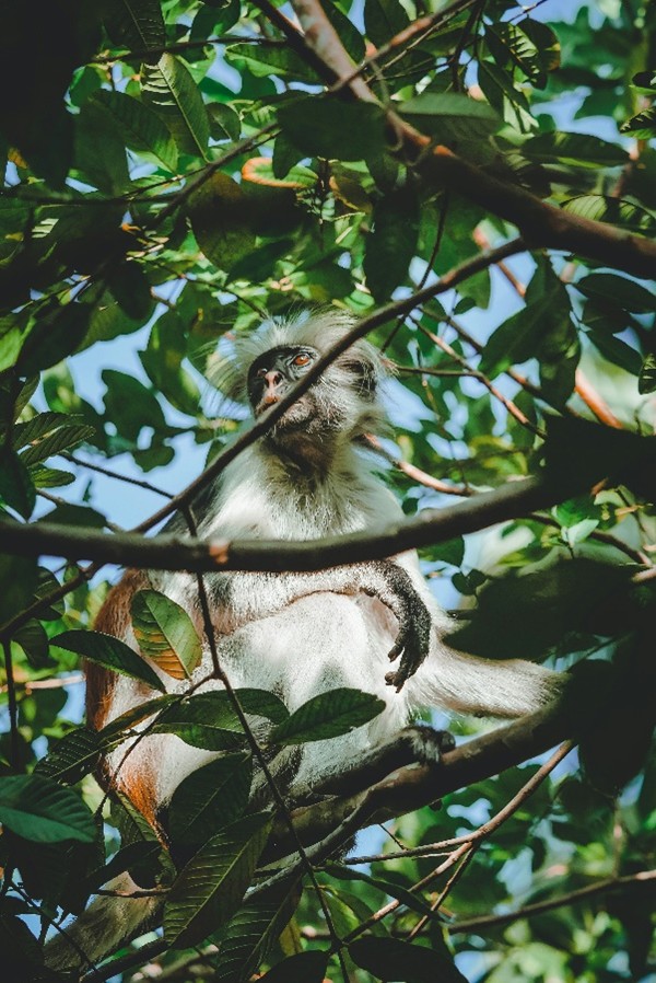 Red Colobus monkey