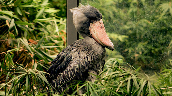 Shoebill