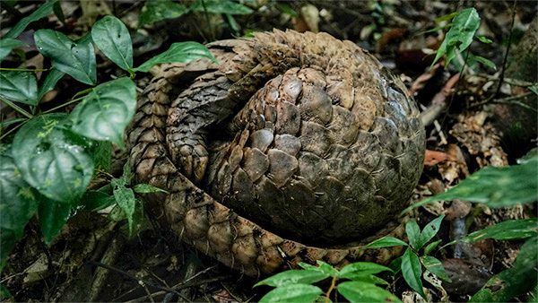 Pangolin