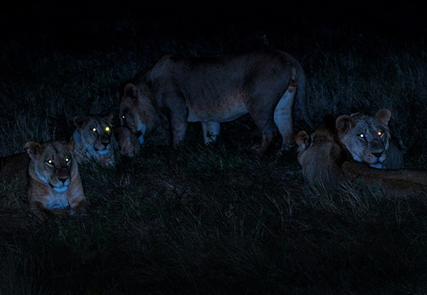 Night Game Drive