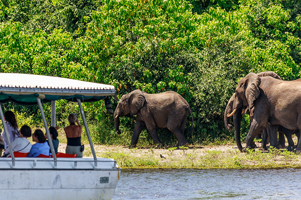 Safari by boat