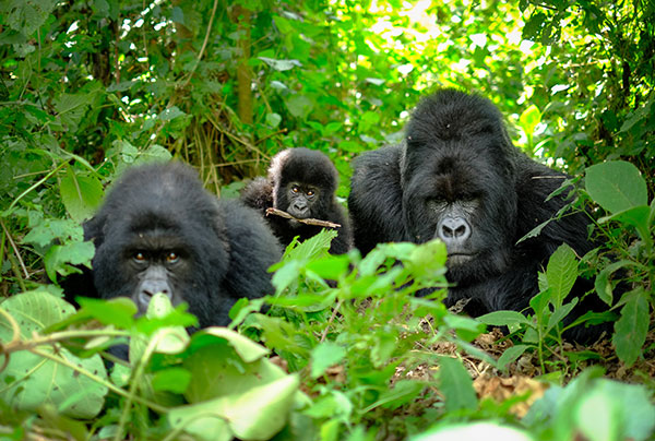 Mountain Gorillas