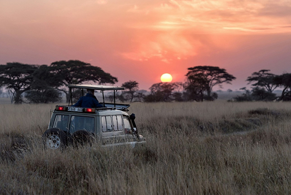Ranger Safaris' vehicle at sunset in the bush