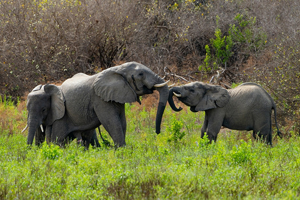 Elephants in the wild