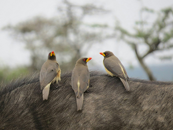A trio of oxpeckers, identifiable by their sharp red-tipped bills and pale bellies, perch along the coarse hide of a buffalo. This classic symbiotic pairing — the birds feeding on ticks and parasites while gaining a mobile perch — is a familiar sight across East African savanna.