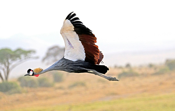 A grey crowned crane — Kenya's national bird — flies just above the grassland, its wings fully extended to reveal the bold black, white, and rust-colored plumage, red throat wattle, and golden crest that make it one of Africa's most distinctive birds. Scattered acacia trees blur into the background.