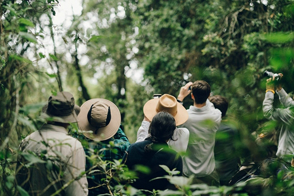 Seen from behind, a small group of visitors in wide-brimmed hats moves through a lush, green forest trail, several holding up binoculars and cameras toward the treetops — a scene typical of a guided birdwatching or nature walk excursion.