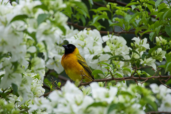 A striking black-headed oriole, with its glossy black hood and vivid yellow-orange plumage, perches on a slender branch encircled by clusters of white bougainvillea flowers and green foliage — a vivid contrast of color and texture typical of East African gardens and woodlands.