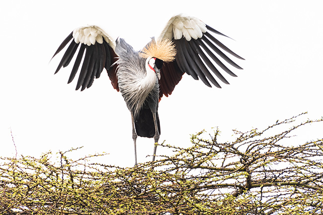 Grey crowned crane displaying its wings while perched on an acacia tree
