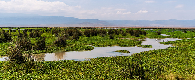 Lush wetlands and green vegetation in Tanzania’s Ngorongoro Crater