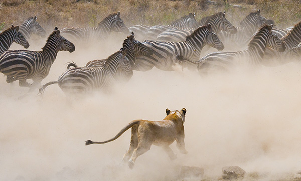 Lions resting in the grasslands of Kenya