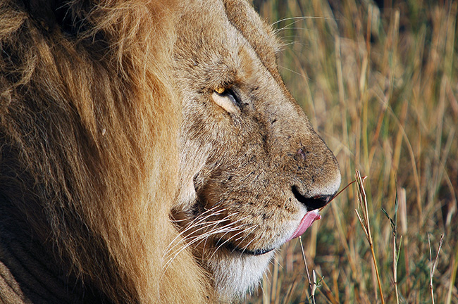 Close-up profile of a male African lion in the grass