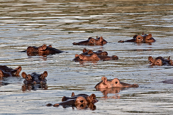 Hippos in the water in Nyerere National Park, Tanzania