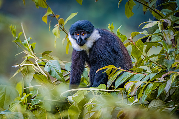 Black-and-white colobus monkey in Rwanda
