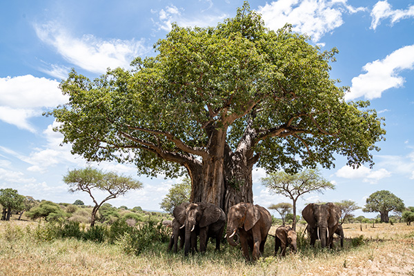 Wildlife in Tarangire National Park, Tanzania during the dry season
