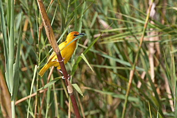 Colourful wetland bird among reeds in Uganda