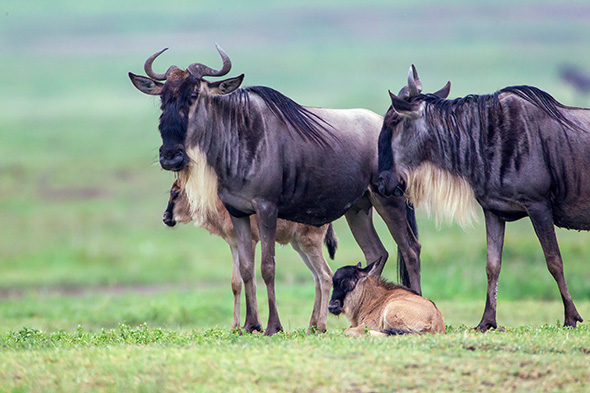 Newborn wildebeest calf resting beside adult wildebeest during calving season