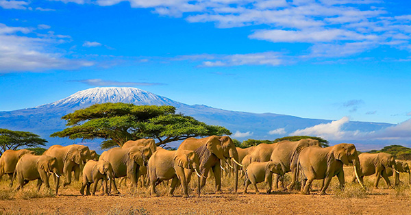 Elephants in Amboseli National Park, Kenya