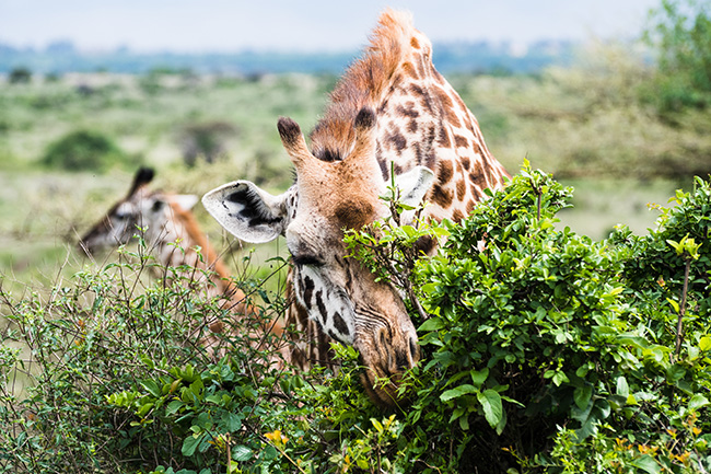 Giraffe feeding on lush green vegetation during East Africa’s green season