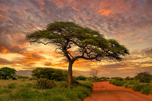 Acacia tree beside a red-earth safari road beneath a dramatic sunset sky