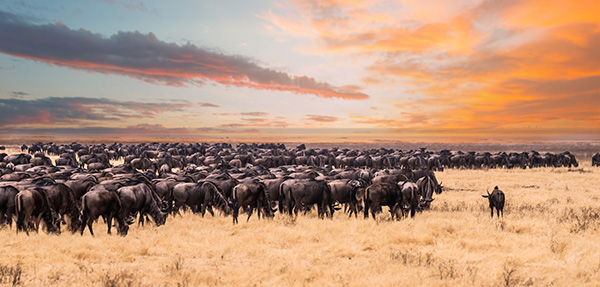 Wildebeest during the Great Migration in East Africa