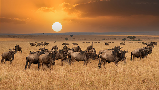 Sunset over the plains of Serengeti National Park