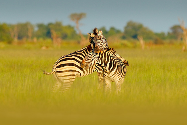 Zebra in Tarangire National Park